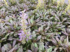 Ajuga Reptans