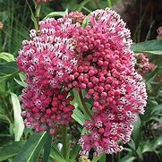 Load image into Gallery viewer, Asclepias &#39;Cinderella&#39;
