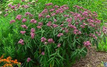 Load image into Gallery viewer, Asclepias &#39;Cinderella&#39;
