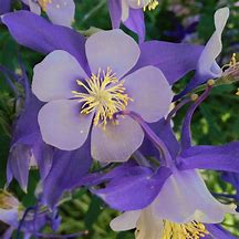 Aquilegia 'Columbine'