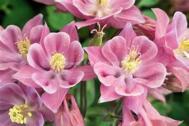 Aquilegia 'Columbine'