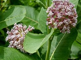 Asclepias Syriaca 'Common Milkweed'