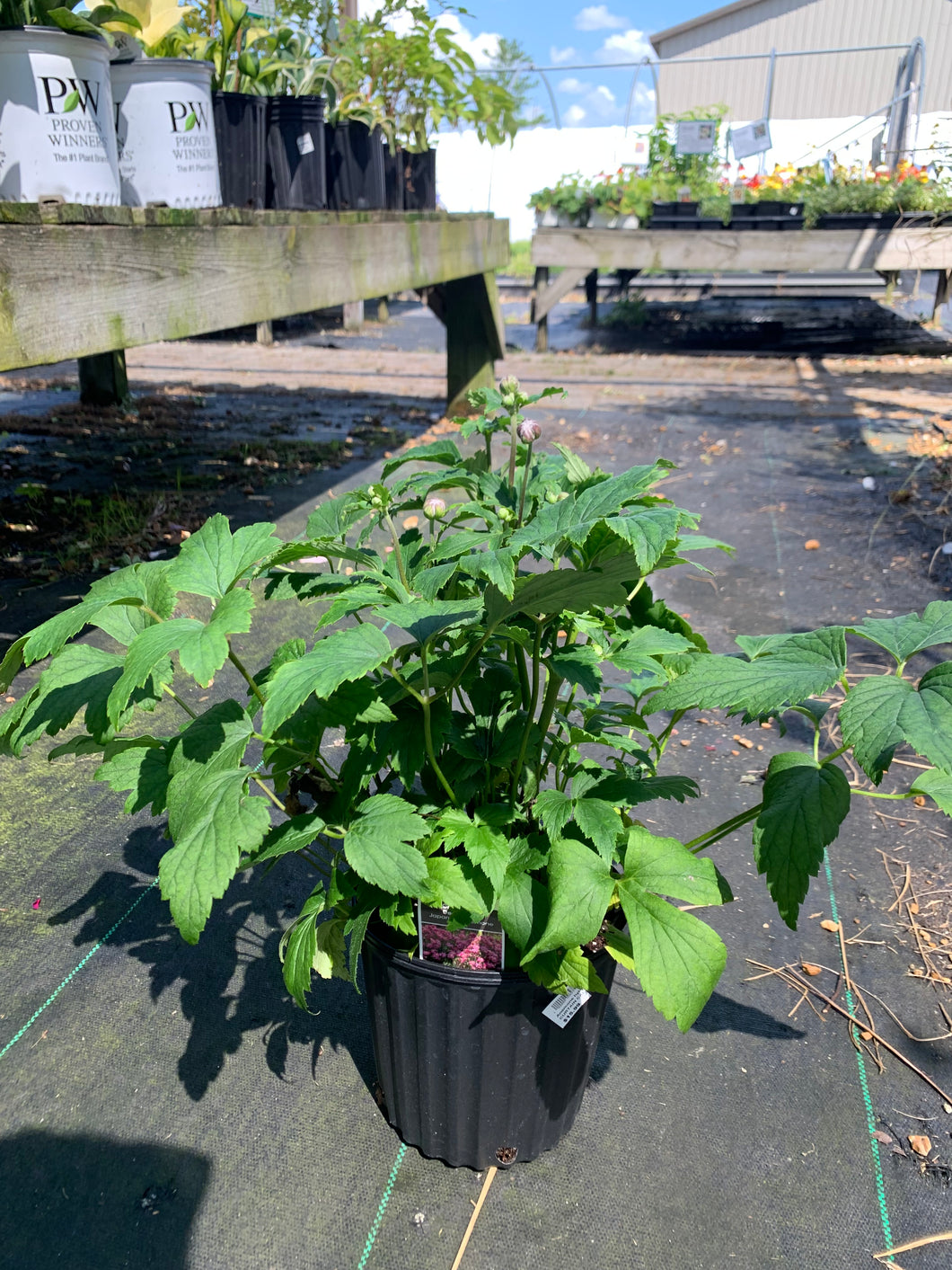 Anemone hybrida 'Curtain Call Deep Rose'