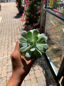 2" Assorted Echeveria