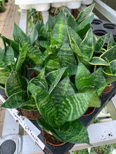 Load image into Gallery viewer, Sansevieria &#39;Hahnii&#39;
