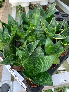 Sansevieria 'Hahnii'