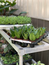 Load image into Gallery viewer, Sansevieria &#39;Hahnii&#39;
