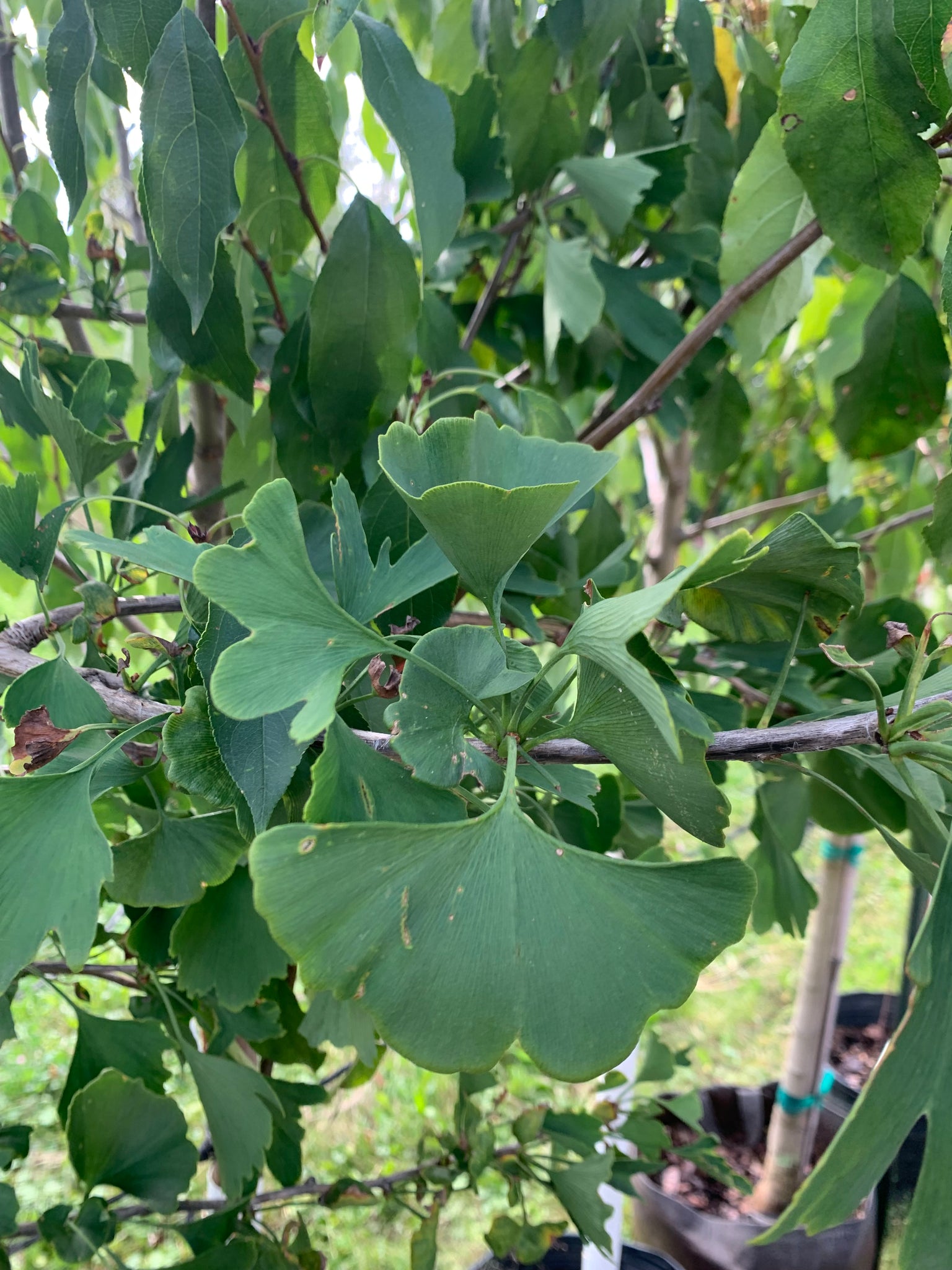 Ginkgo Tree - Autumn Gold – Horvat's