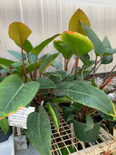 Load image into Gallery viewer, Philodendron &#39;Imperial Red&#39;

