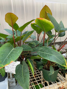 Philodendron 'Imperial Red'