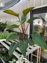 Load image into Gallery viewer, Philodendron &#39;Imperial Red&#39;
