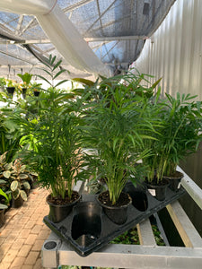 Palm 'Elegans'
