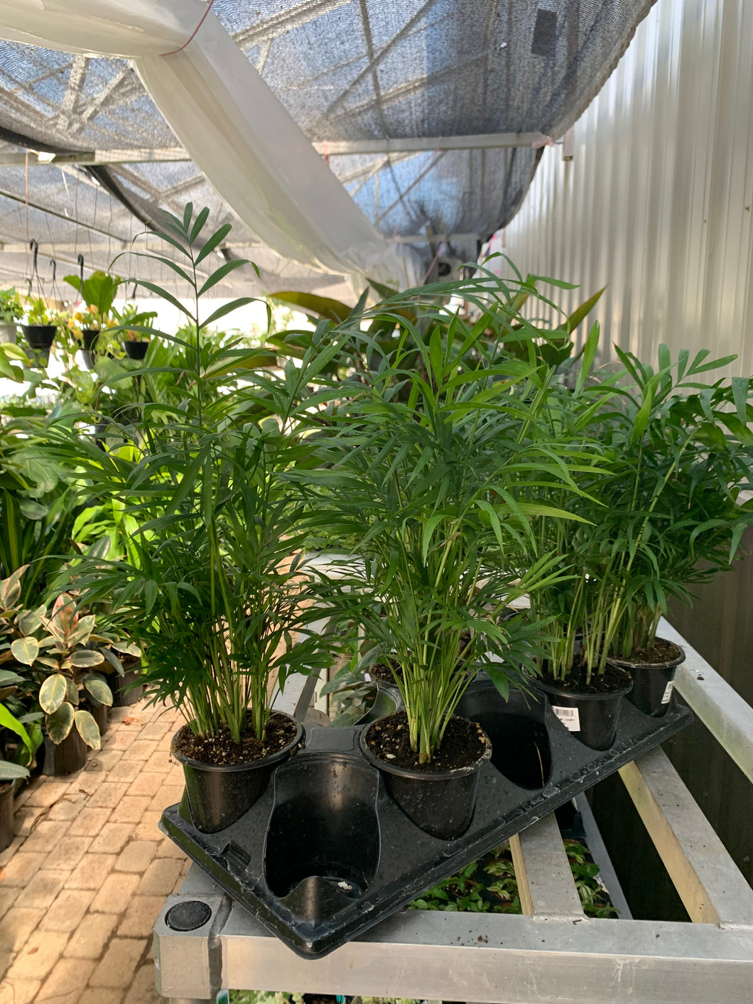 Palm 'Elegans'