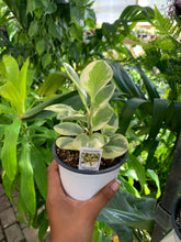 Load image into Gallery viewer, Peperomia &#39;Citrus Twist&#39;
