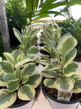 Load image into Gallery viewer, Peperomia &#39;Citrus Twist&#39;
