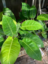 Load image into Gallery viewer, Philodendron &#39;Moonlight&#39;
