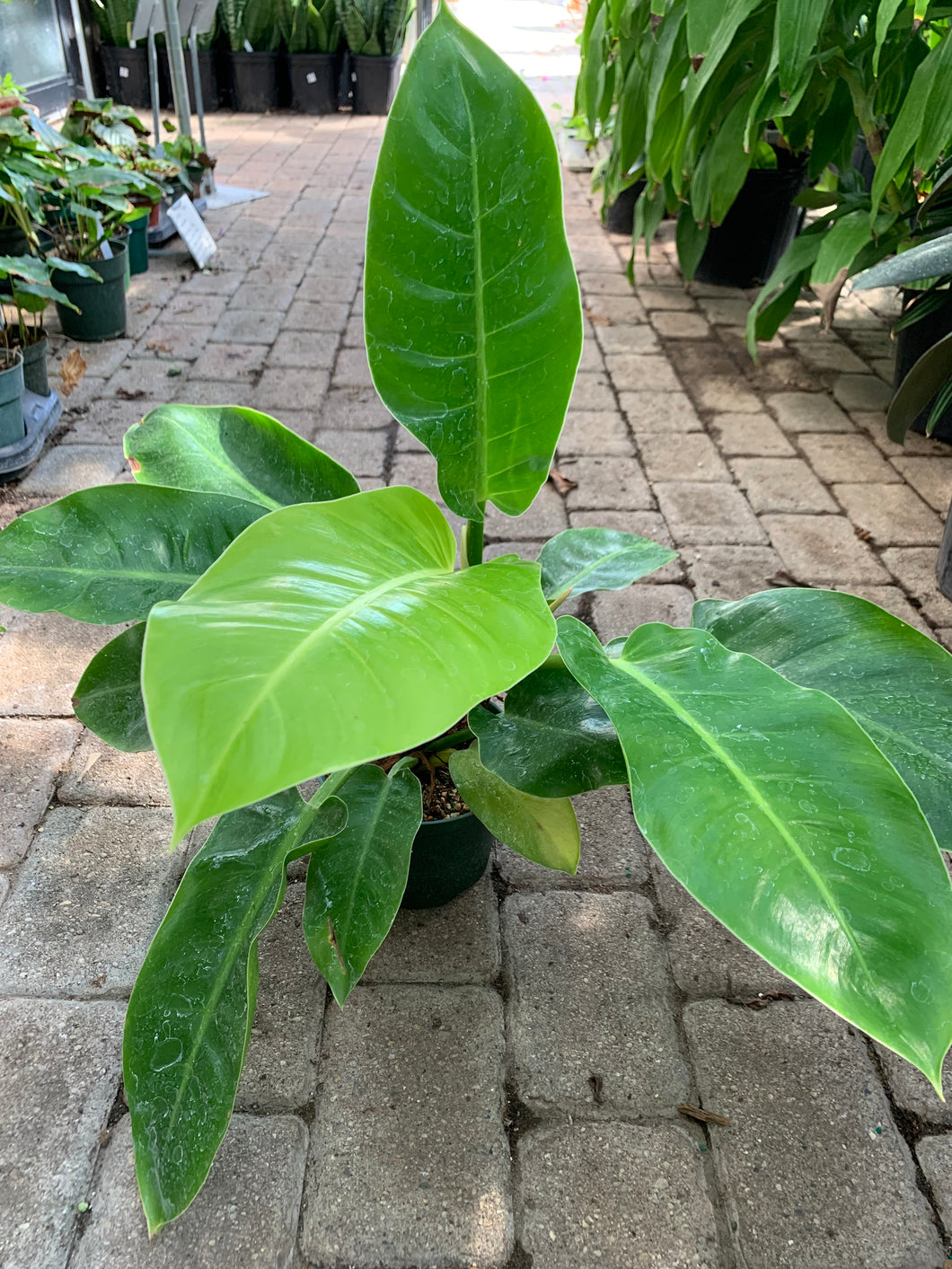Philodendron 'Moonlight'