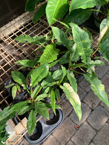Philodendron 'Ring of Fire'