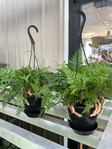 Fern 'Rabbit's Foot'