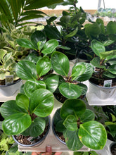 Load image into Gallery viewer, Peperomia Obtusifolia &#39;Red Canyon&#39;
