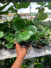 Load image into Gallery viewer, Peperomia Obtusifolia &#39;Red Canyon&#39;

