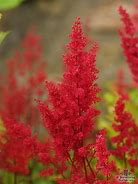 Astilbe 'Red Sentinel'
