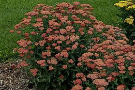 Achillea Tomentosa 'Sassy Summer Sangria'