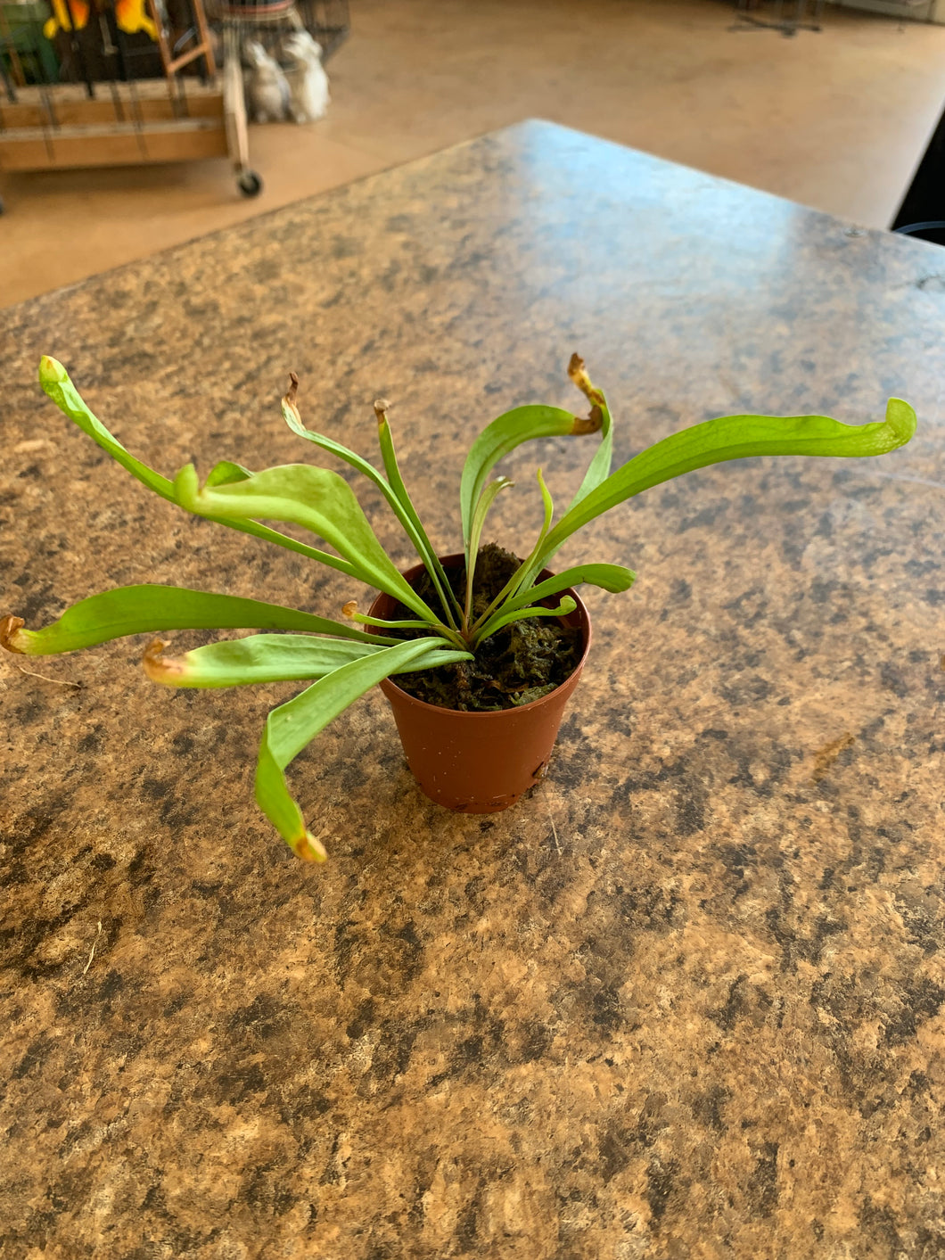 Sarracenia Carnivorous Plant 'Sar Judith'