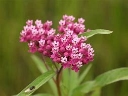 Asclepias 'Swamp Milkweed'