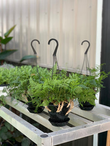 Fern 'Rabbit's Foot'