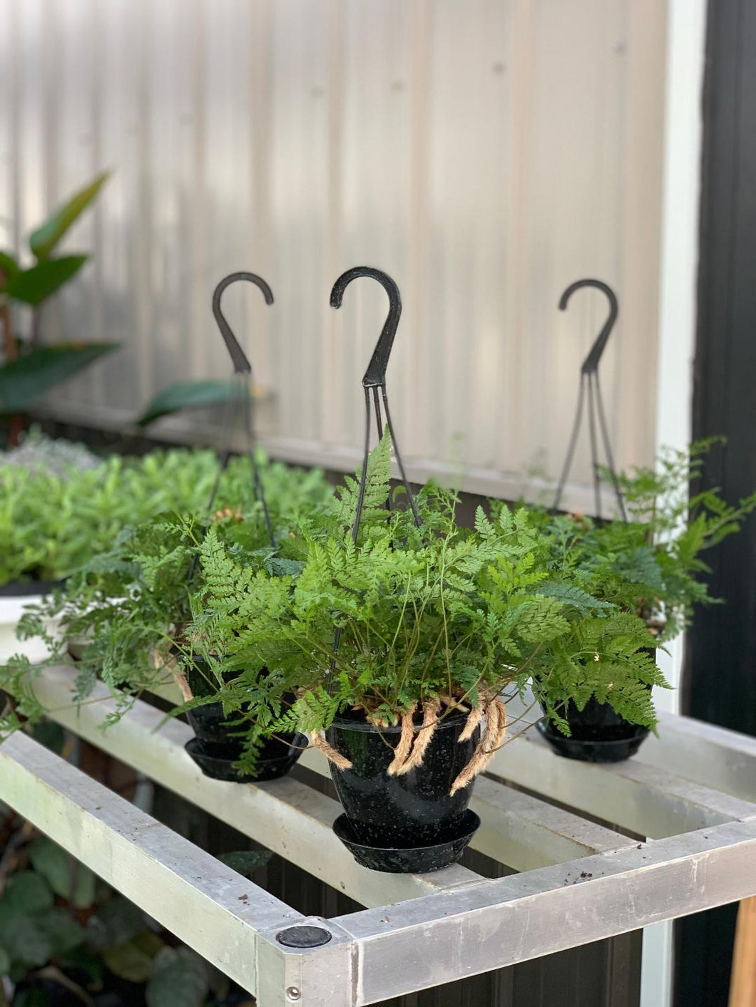 Fern 'Rabbit's Foot'