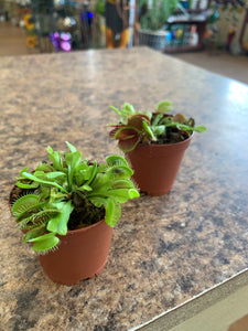 Dionaea Muscipula 'Venus Fly Trap'
