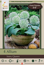 Load image into Gallery viewer, Allium Ivory Queen
