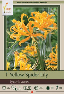 Lycoris aurea (Yellow Spider Lily) 1 Bulb per package