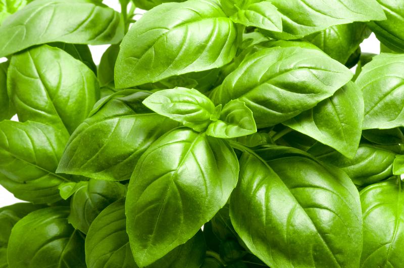 Herb Sweet Basil Italian Large Leaf