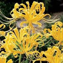 Lycoris aurea (Yellow Spider Lily) 1 Bulb per package